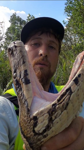 HUGE Python Striking! #python #snake #shorts #wildlife #nature #dangerous #herping #crazy #florida