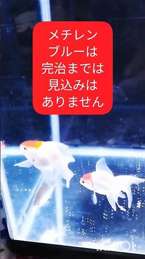 白点病が9月1日に見つかり2日から4日まで治療した経過をお伝えいたします。誰も2-3日で白点病を治す人はいません。金魚の飼い方 白点病の治し方 2日で幼虫を削除できます。 2025年9月4日