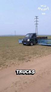 Grasshopper Catching Mini Trucks #grasshopper #grasslands #swarm | Wild Heart
