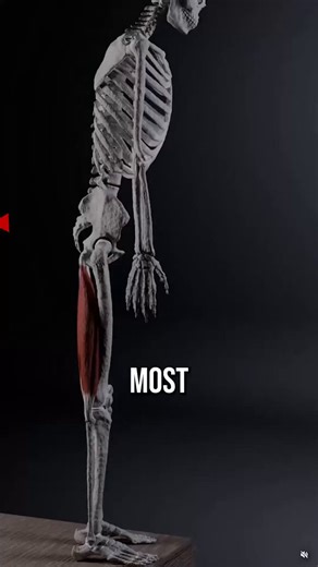 ”伝統的に「ハムストリングが硬い」ことが原因だと思われてきた多くの問題は、実はハムストリングそのものだけが原因ではないのです”とのこと。”股関節深部筋”の再活性化。必要になる動きは股関節構造の理解から。