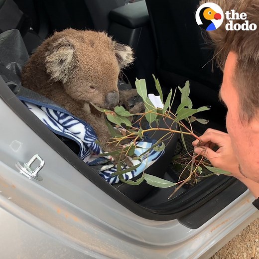 56M views · 563K reactions | Hungry koala asks people for help ❤️ | The Dodo | Facebook