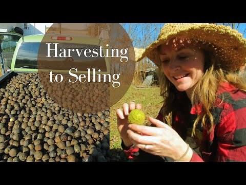 How to Harvest and Profit From Your backyard Walnuts| Black Walnuts