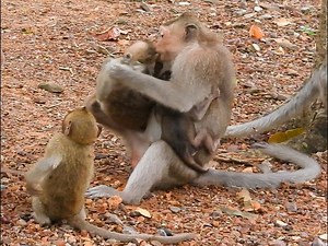 38K views · 536 reactions | ter-rify att-ack poor little Jazzy was attack by many big monkeys / why Jane did not save her child #Animallover | Mata Monkeys | Facebook