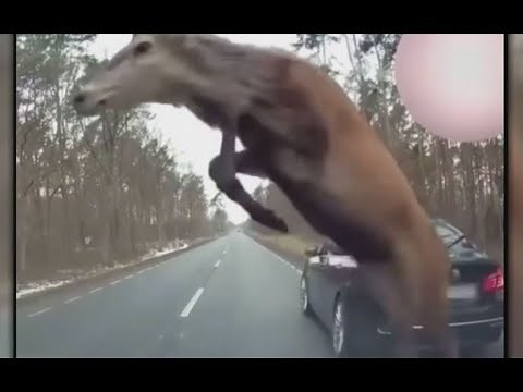 Deer stampede caught on camera in Michigan | FOX 10 News