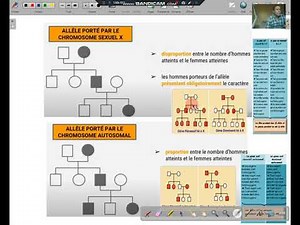 comment analyser un arbre genealogique? heridité humaine