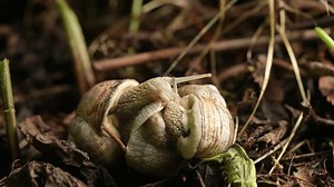 Snails Mating Reproduction Animals Wildlife Stock Footage Video (100% Royalty-free) 1100841007 | Shutterstock