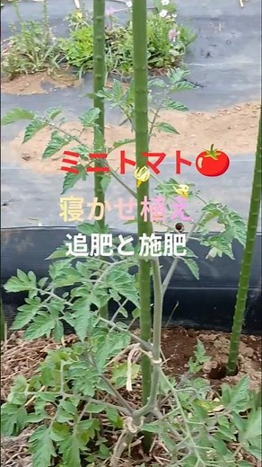 ミニトマト追肥・施肥のタイミングと水やり！家庭菜園