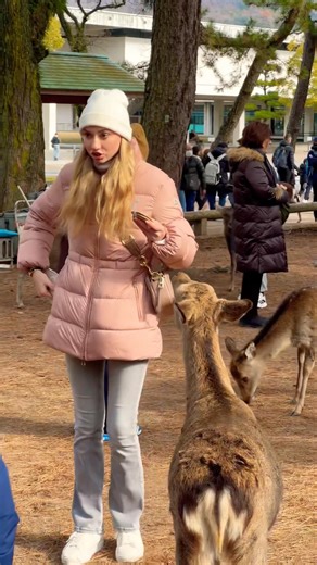 Foreign tourists feeding rice biscuits to deer. #deerpark