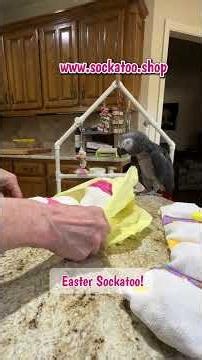 Cute Sockatoos for Easter! Get yours here! www.sockatoo.shop Special Orders Welcome! #shorts