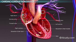 Conduction System of the Heart | Anatomy, Nodes & Pathway - Video | Study.com