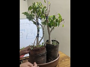 Inarching graft on a Bonsai Plant. How to do grafting