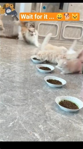Funniest Pet Fails & Animal Moments That Made Me Laugh 😂🐾#funny #cute #animals #dog #cat