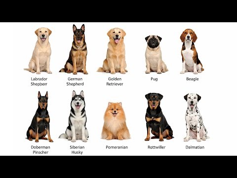 Top 10 Dog breeds in 4 minutes ||parallel