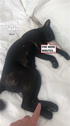 Unexpected Hotel Guest Gets Very Comfortable 😴