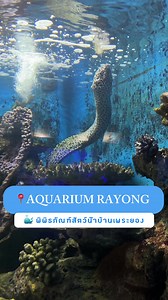 ชวนเที่ยวสถานแสดงพันธุ์สัตว์น้ำระยอง — ท่องเที่ยวโลกใต้น้ำกัน ใกล้ที่พักตอบโจทย์คุณพ่อคุณแม่ที่พาเด็กๆมาเที่ยวแน่นอน 🐠🐡🐙🦑🦈🌊🐋 พิพิธภัณฑ์สัตว์น้ำ บ้านเพ ระยองสถานแสดงพันธุ์สัตว์น้ำระยอง ไปเที่ยวกัน ⏰เปิดให้เข้าชม : วันเสาร์ - วันอาทิตย์ 10.00-17.00 น. ⏰วันพุธ - วันศุกร์ 10.00 - 16.00 น. 📆(หยุดทำการ วันจันทร์และวันอังคาร 🔰 อัตราค่าเข้าชม 🐳ผู้ใหญ่ 30 บาท🌟เด็ก (อายุไม่เกิน 15 ปี) 10 บาท🌟เด็กความสูงไม่เกิน 120 ซม เข้าชมฟรี‼️🌟ผู้สูงอายุ 60 ปีขึ้นไป เข้าชมฟรี‼️☎️โทร : 038-653741 #ระยอง #เที