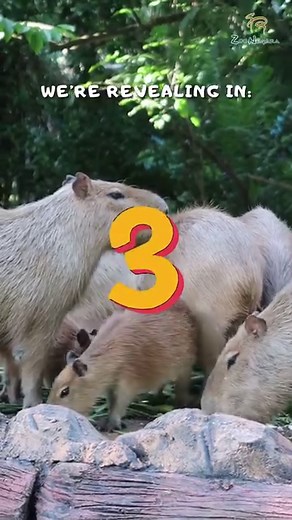 Birthday Promo 🎂! Birthday Promo 🎂! Want to enter Zoo Negara for free ? Here's how you can get free ticket for Birthday Girl/Boy 🥳Watch the full video to find out how 😊#Zoonegaramalaysia2023 #zoonegaramalaysia #Birthdaypromo2023 #birthdayboy #birthdaygirl #reels #fyp #foryoupage #itsyourbirthday | Zoo Negara Malaysia