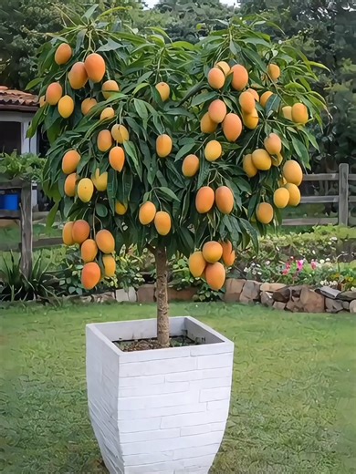 Como fazer muda de manga usando galho e babosa