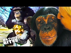 The Incredible Journey of a Language-Learning Chimp | Animal Conversations | Nature Bites