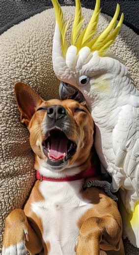 Dog and Cockatoo Snuggle Buddies Are Too Cute Cuddling Moments You Must See