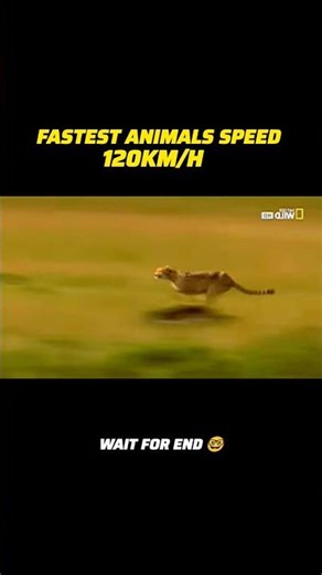 fastest animals cheetah vs gazelle #shorts #trending #youtubeshorts #cheetah