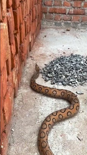 Russell’s Viper Attacks While Moving #naturelovers #animals #snakevideo #wildanimals