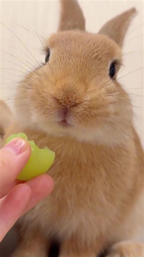 Enjoy Watching a Cute Rabbit Eating ASMR
