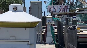 Shrimp season threatened by COVID-19 pandemic