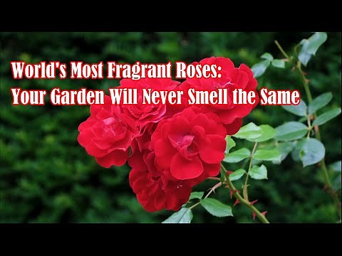 World's Most Fragrant Roses Your Garden Will Never Smell the Same