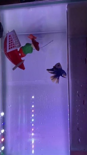 Fish tank neat and clean for fighters #fighter #fighterfish #fish #fullmoon