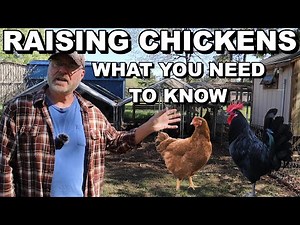How to get started raising chickens