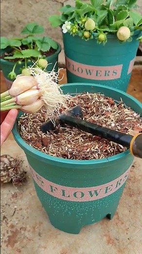 Satisfying Garlic Planting 🌱🧄 | Container Gardening