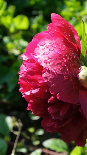 Beautiful flowers | 💐🌺🌼🌹 Different types of flowers in the garden | #nature #flowers #garden #viral