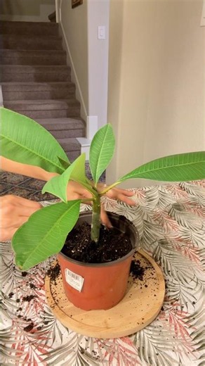 Plumeria Propagation