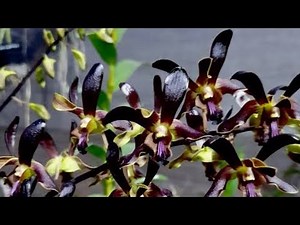 Live sale anggrek hitam hitaman yuk