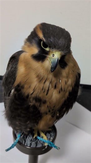 今日のすず✨️（オナガハヤブサ） #はやぶさ #かわいい動物 #ペット動画 #猛禽類 #鳥