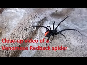 One of the world’s most venomous spider, Redback, aka Australian Black Widow Spider