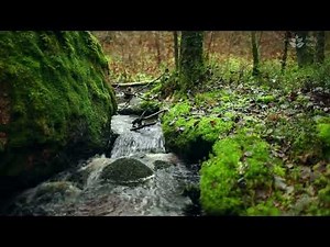Gentle water stream flowing sounds (10 hours)
