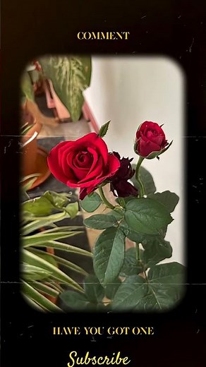 Red Rose 🌹 | Symbol of Love ❤️ | Beautiful Flower Short