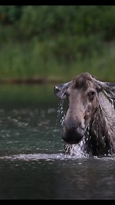55K views · 1.4K reactions | A moose dives underwater in the great north. | Michael Hodges, Author | Facebook