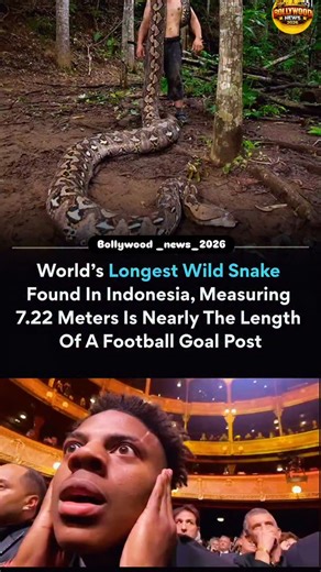 bollymedia_official on Instagram: "A giant female reticulated python discovered in Sulawesi, Indonesia, has been confirmed as the longest formally measured wild snake at 7.22 meters (23 feet 8 inches), essentially the width of a FIFA goal. Named “Ibu Baron” (The Baroness), she weighs 96.5 kg (213 pounds), equivalent to a full-grown panda. Local conservationist Budi Purwanto rescued her in December 2025, likely saving her life. Wildlife experts note she could measure nearly 7.9 meters when fully