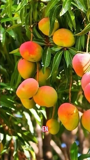 Mango deshidratado: cómo la agroindustria transforma excedentes en valor