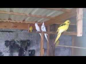 Une calopsitte qui chante avec un kakariki