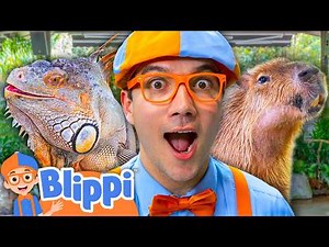 Blippi Becomes a Zookeeper! 🐢
