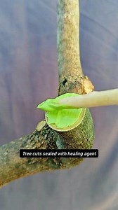 Tree cuts sealed with healing agent #bonsai #pruning #plantwoundhealingant | Nazim's Bonsai