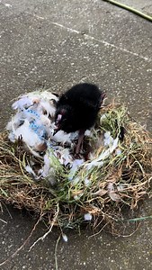 28K views · 709 reactions | This empty birds nest fell down and of course Charcoal had to inspect the quality (Quality control inspector Charcoal) #bladnation | Zashalovescats | Facebook