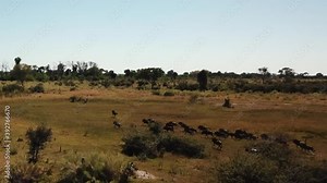 Aerial Fly Over View of a Large Herd Lechwe Antelope, Springbok and Zebras, Herd of Cape Buffalo Grazing and Running in the Okavango Delta, Botswana, Africa. Dron Shot