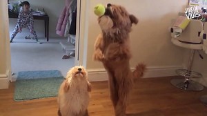 160K views · 584 shares | DOG PILE!!! | This is Happening | Facebook