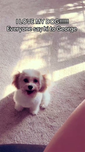 My very best friend #cavachon !!! Crusty white dogs 4 ever!!!!!?