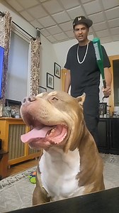 LUX has some things he wants to show you guys. His dad is doing too much 😂 #doglife #doglover #dogs #goodvibes #comedy #playtime | Upstate Primebully