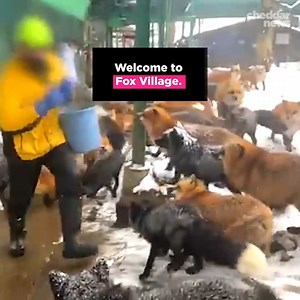 112K views · 329 reactions | Nestled in the Miyagi prefecture of Japan, this animal sanctuary houses over 100 foxes… | Cheddar Gadgets | Facebook